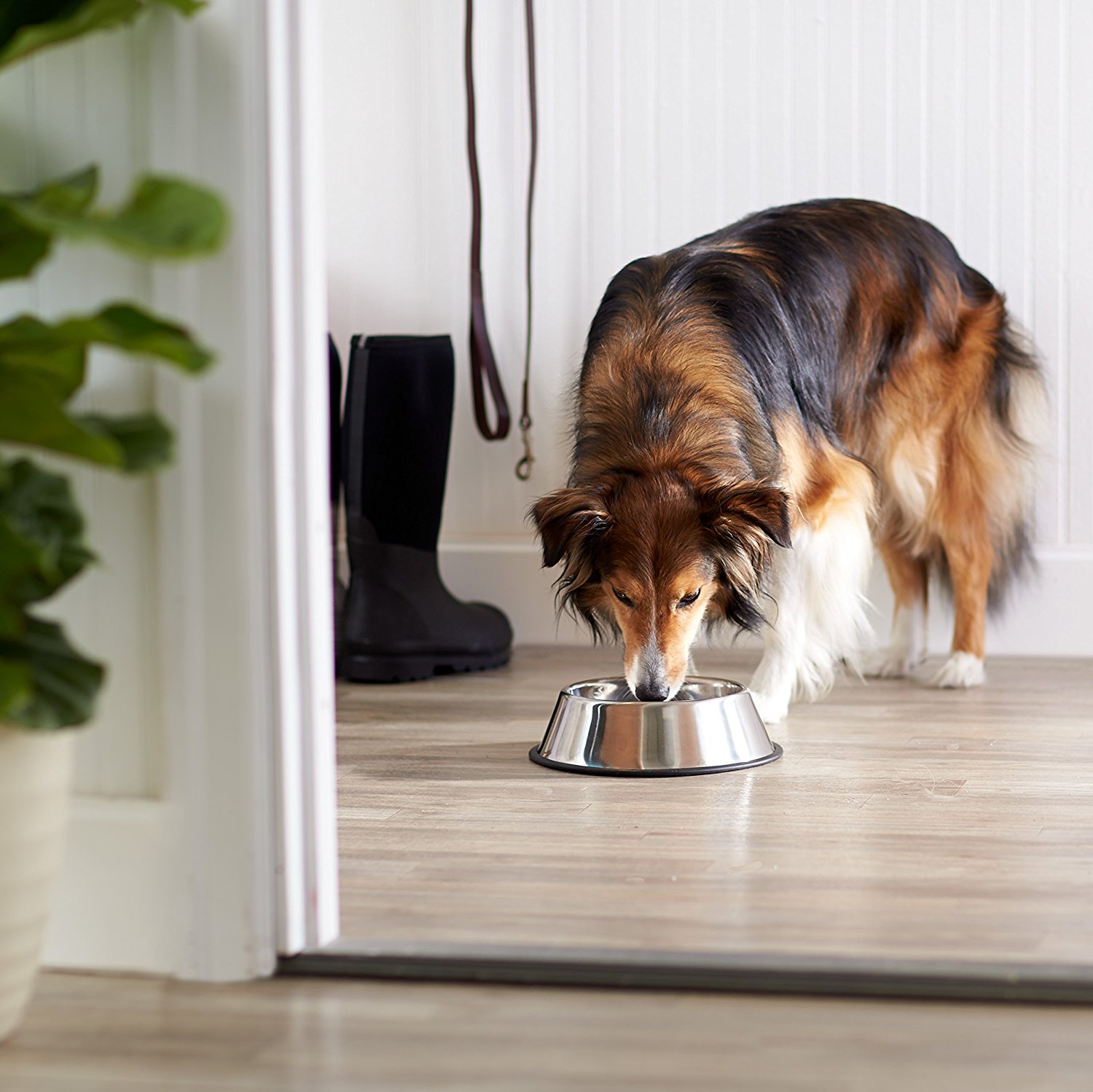 The Best Dog Bowls and Slow Feeders