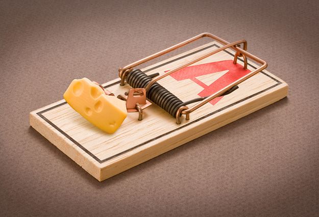 The Best Mouse Traps