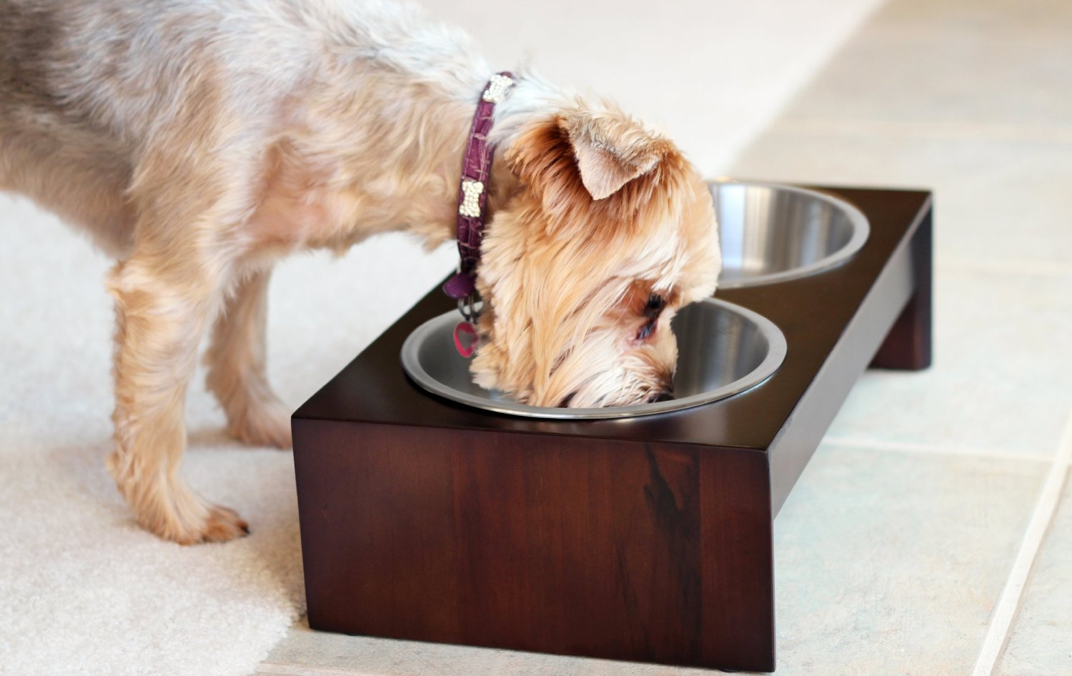 The Best Raised / Elevated Pet Bowls | Reviews by SUPERGRAIL1500 x 946